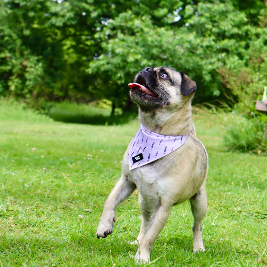 Dog Bandana - Lavender Haze
