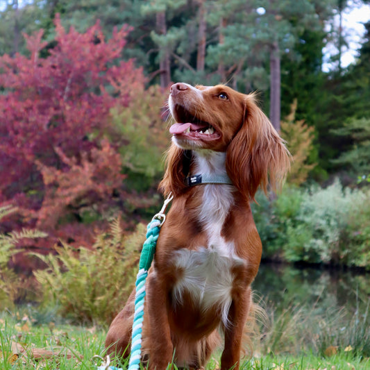 Dog Collar - Rural Collection - Sage