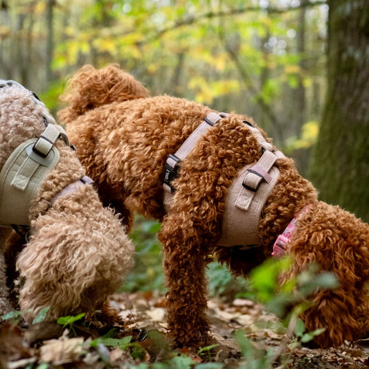 Must-Have Dog Accessories: Everyday Essentials Every Owner Needs