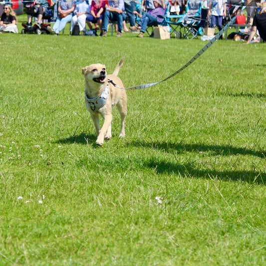30 Fun Facts About Dogs!