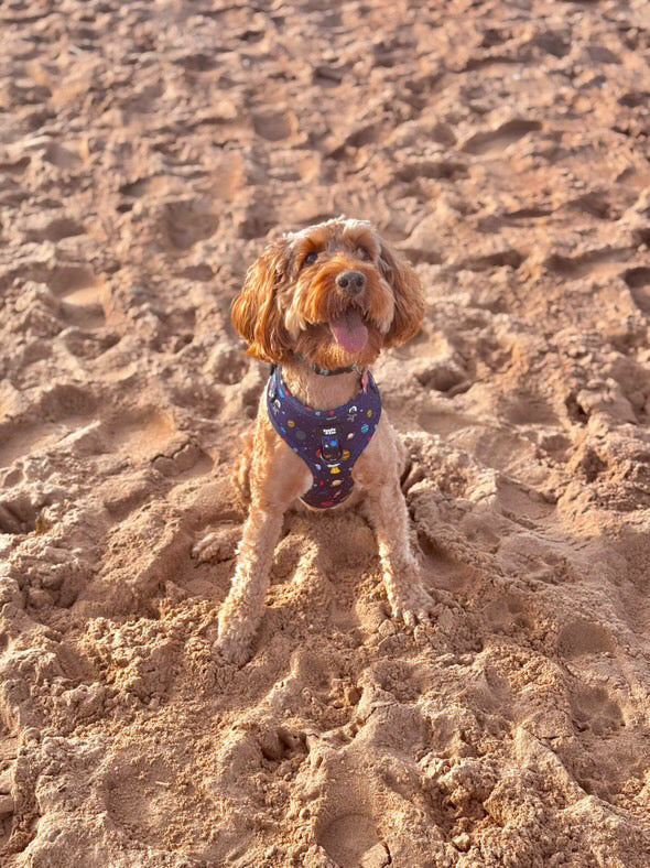The Best Dog Friendly Beaches in the UK That Are Open All Year Round
