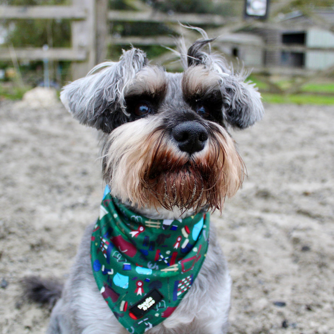 30 dog facts that you might not know!