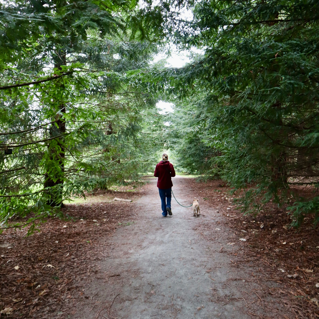 Rainy Days in the UK: Fun Adventures with Your Dog