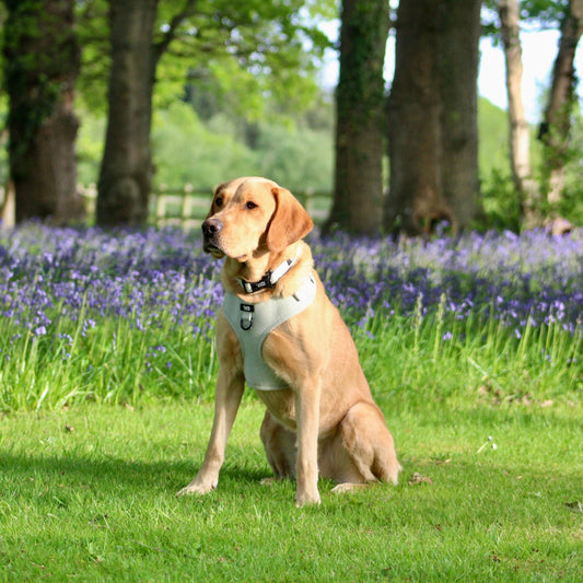When do you need to Replace Your Dog’s Harness