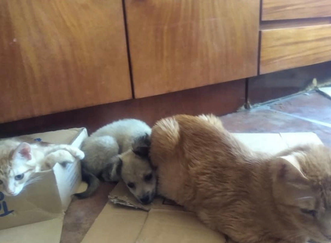 Dotty in Romania