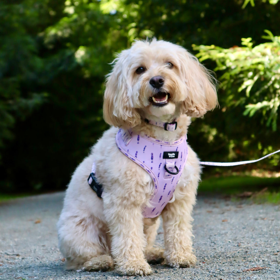 Best dog walks in Kent this autumn!