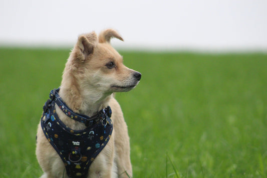 My rescue dog dotty wearing Doodle Zoo harness and collar 