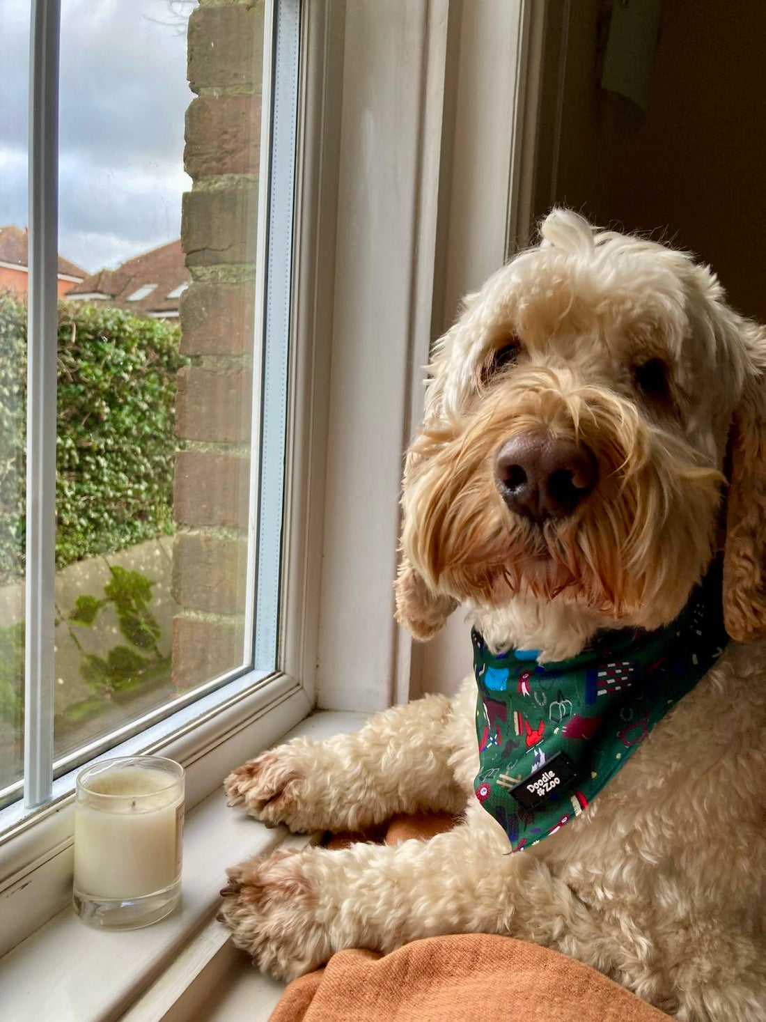 How to keep your dog accessories clean.