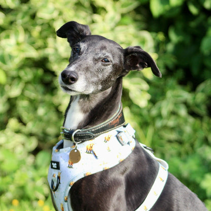 Adjustable Dog Harness - Get Movin’