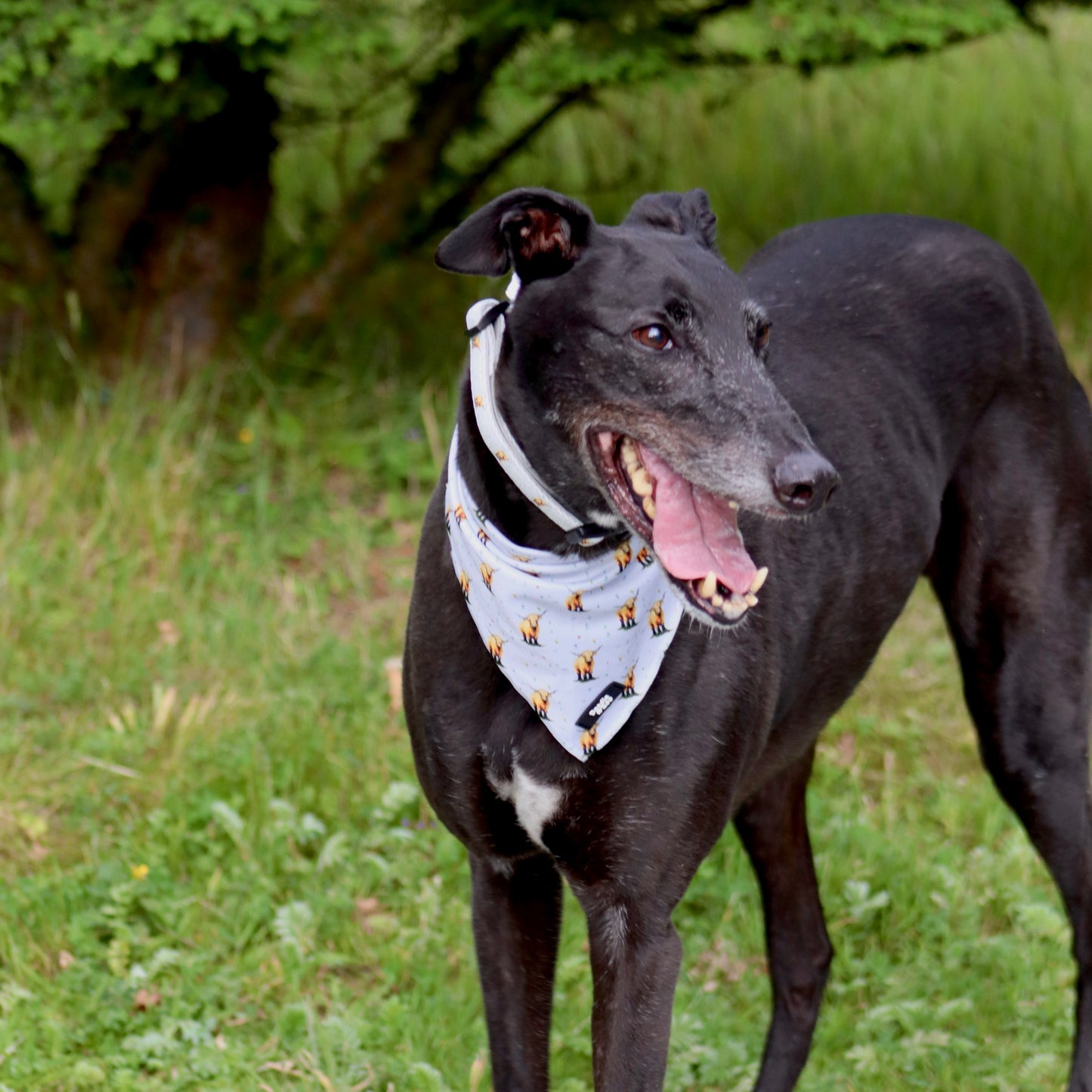 Dog Bandana - Get Moovin’