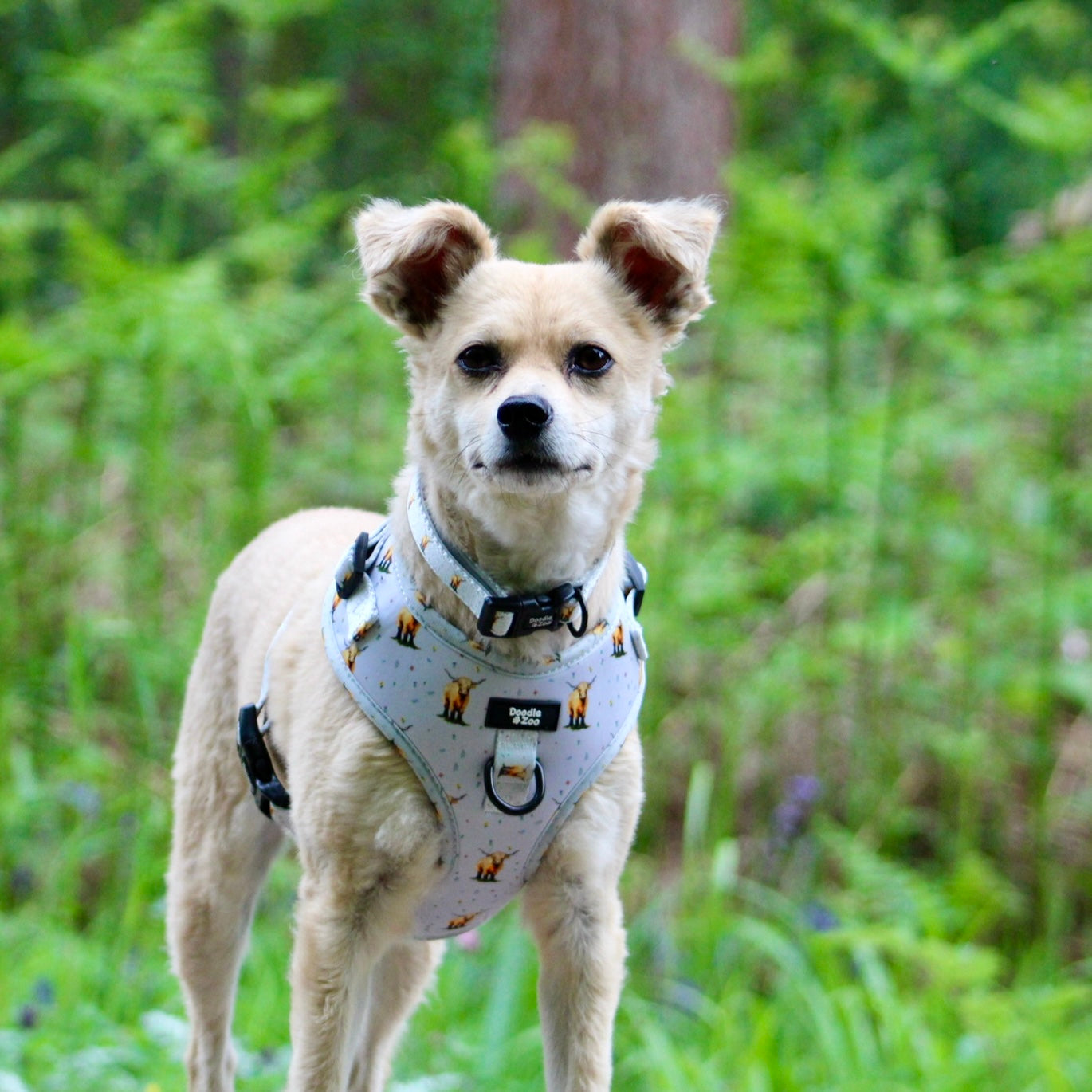 Adjustable Dog Harness - Get Movin’