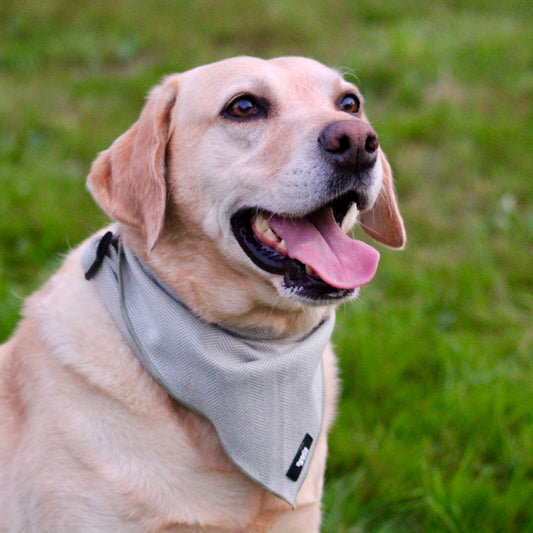 Dog Bandana - Rural Collection - Sage