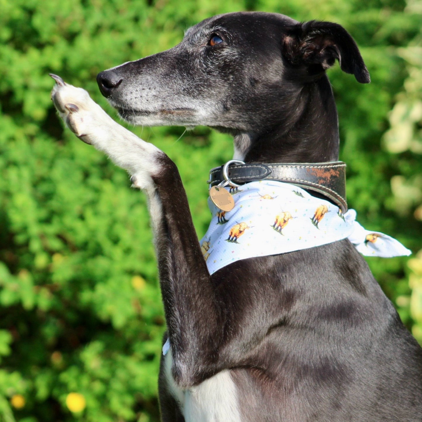 Dog Bandana - Get Moovin’