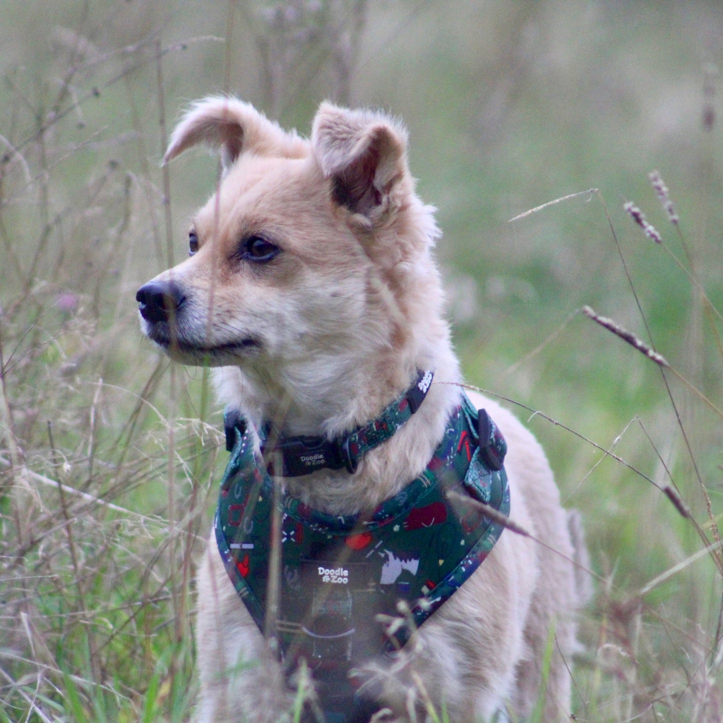 Adjustable Dog Harness - Derby Daze