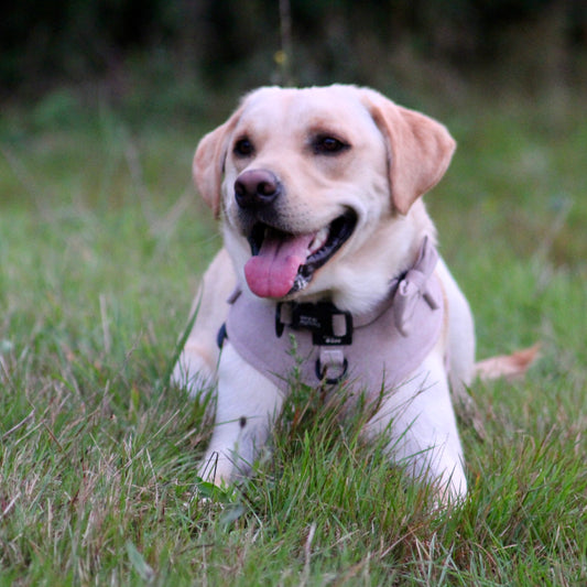Dog Bow Tie - Rural Collection - Sage