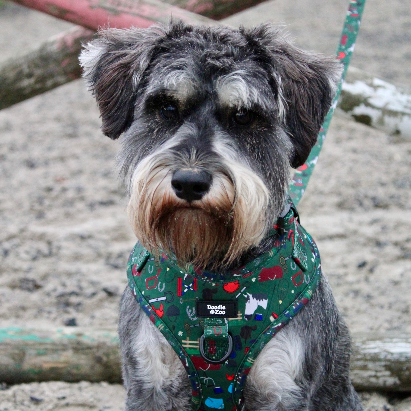 Adjustable Dog Harness - Derby Daze