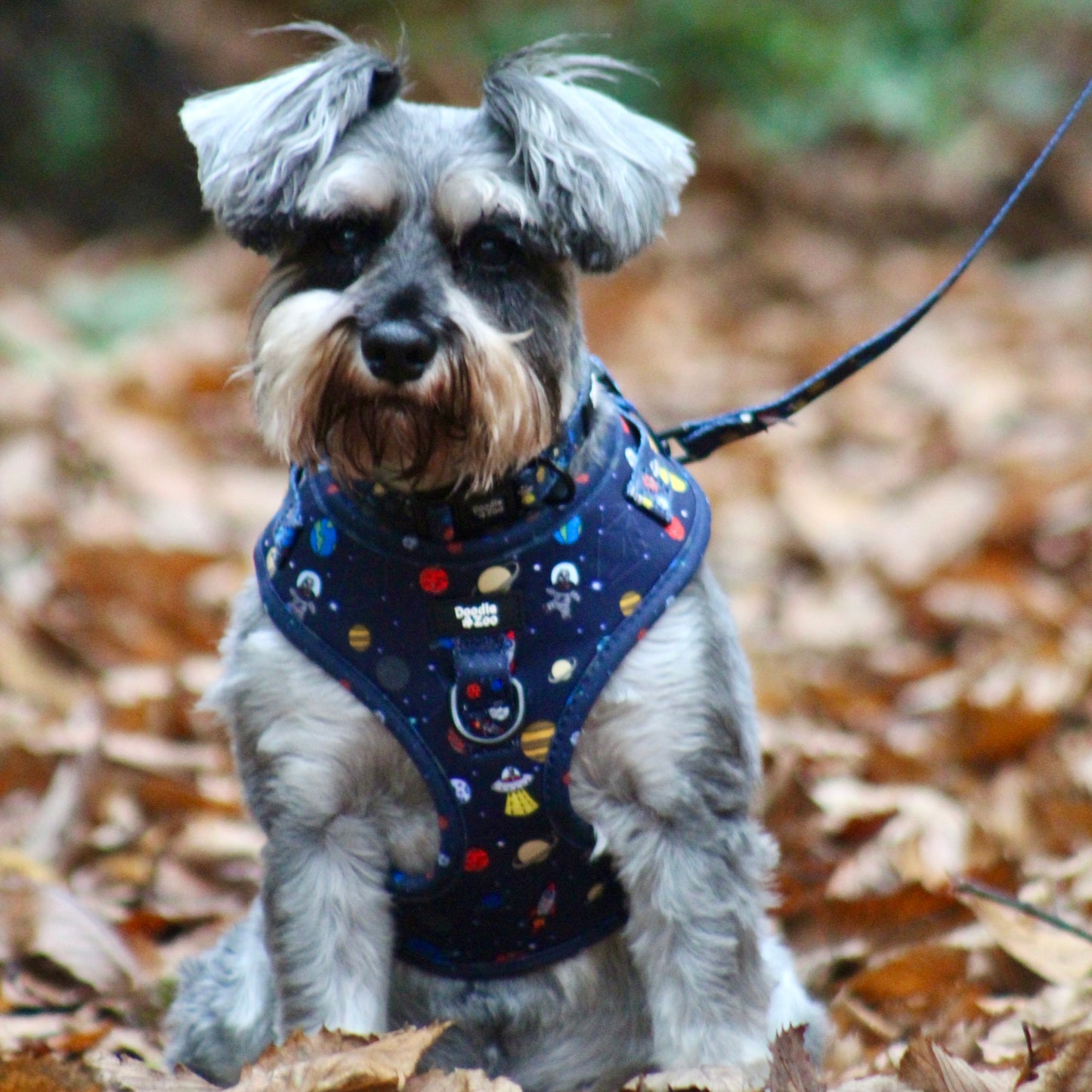 Dog lead - Out Of This World!