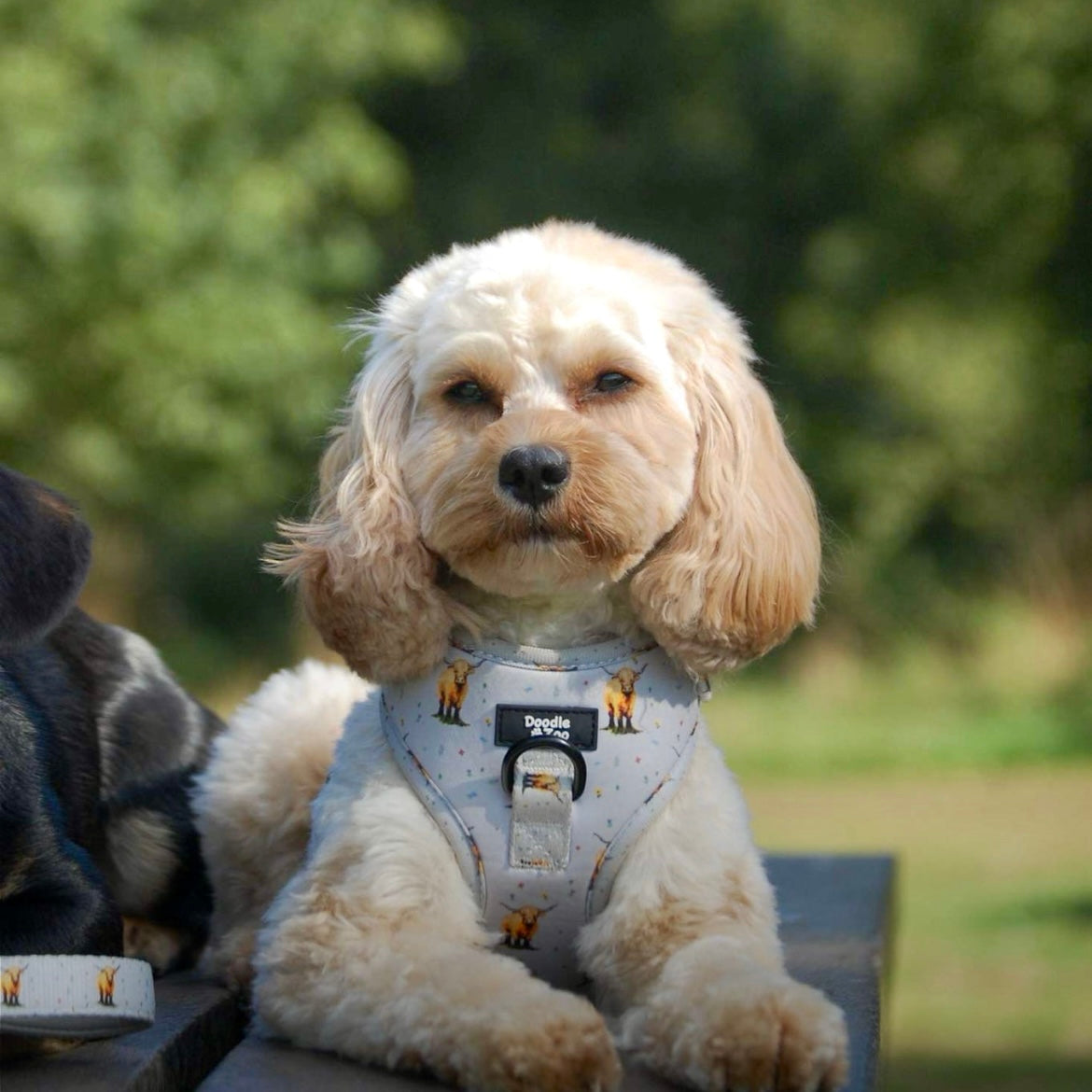 Adjustable Dog Harness - Get Movin’