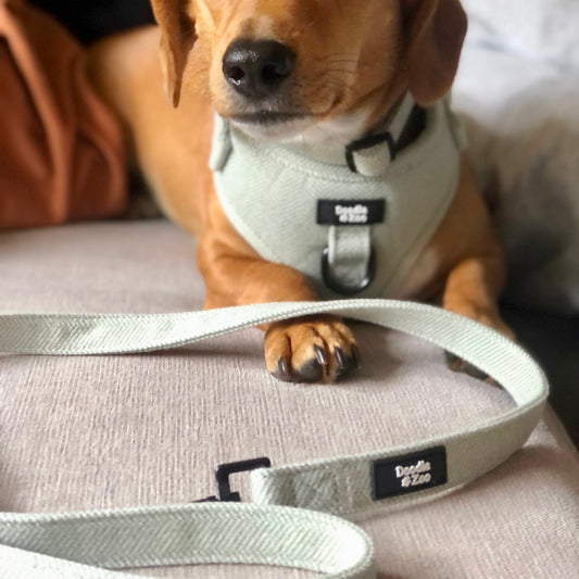 Dog lead - Rural collection - Sage