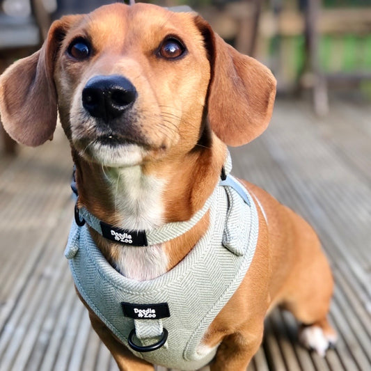 Dog Collar - Rural Collection - Sage