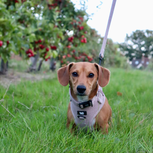 Dog lead - Rural collection - Walnut