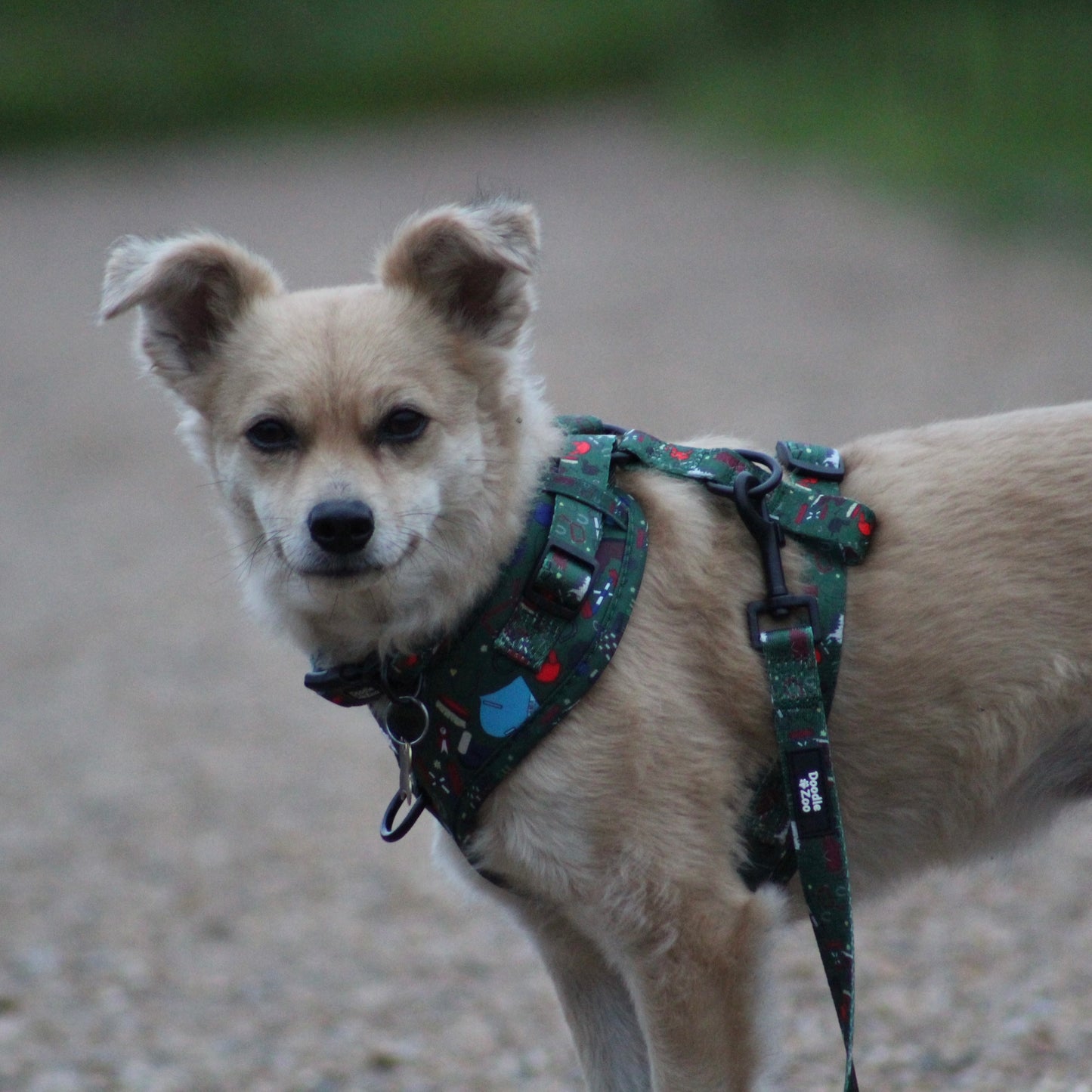 Adjustable Dog Harness - Derby Daze
