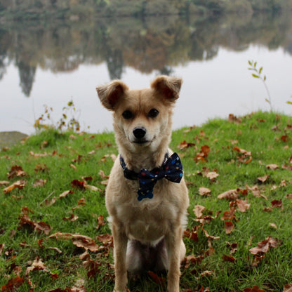 Dog Bow Tie - Out Of This World!
