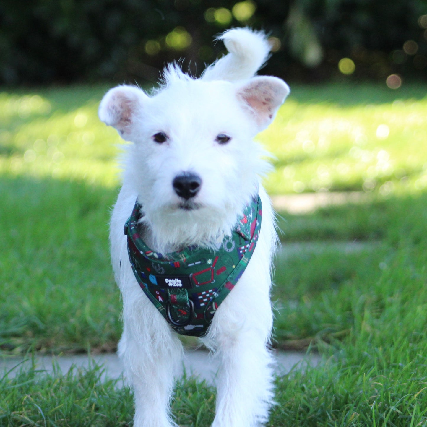 Adjustable Dog Harness - Derby Daze