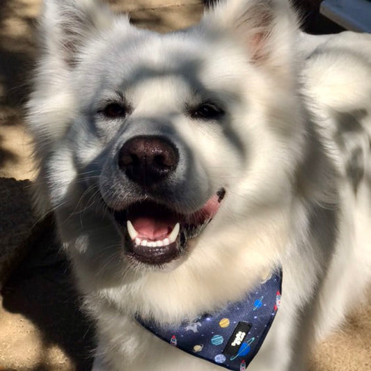 Dog Bandana - Out Of This World!