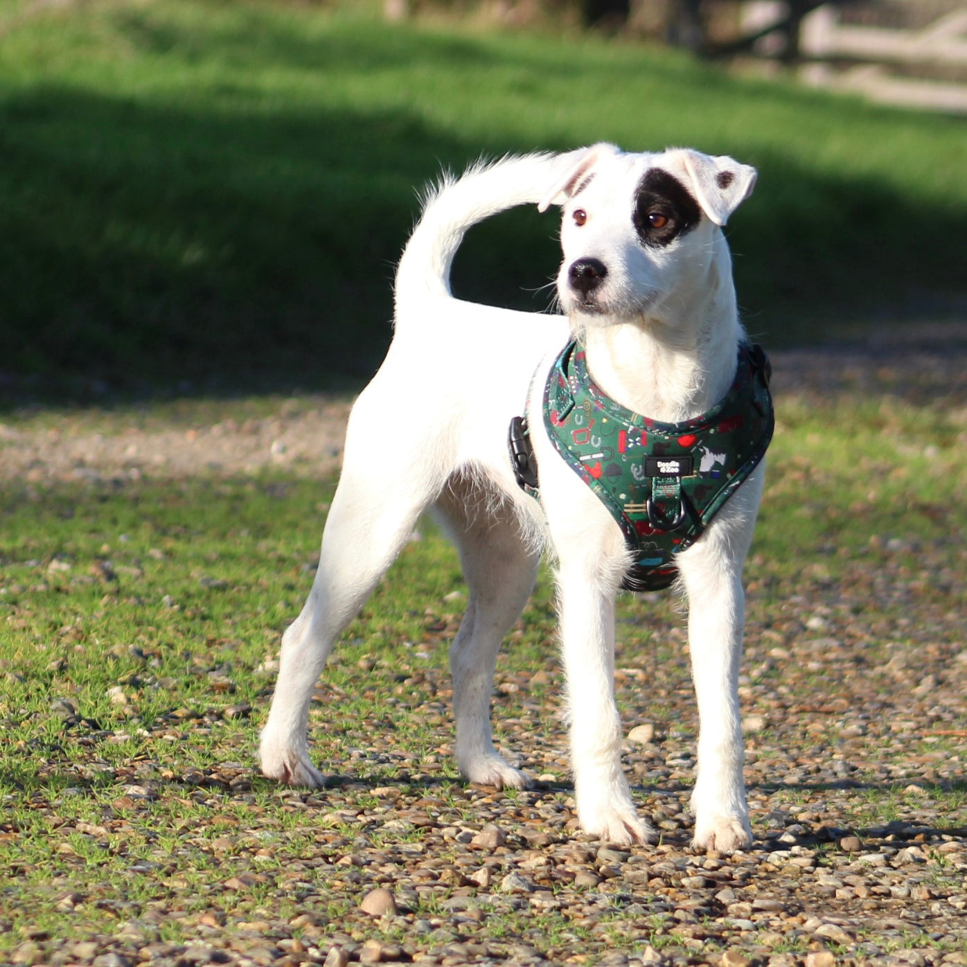 Adjustable Dog Harness - Derby Daze