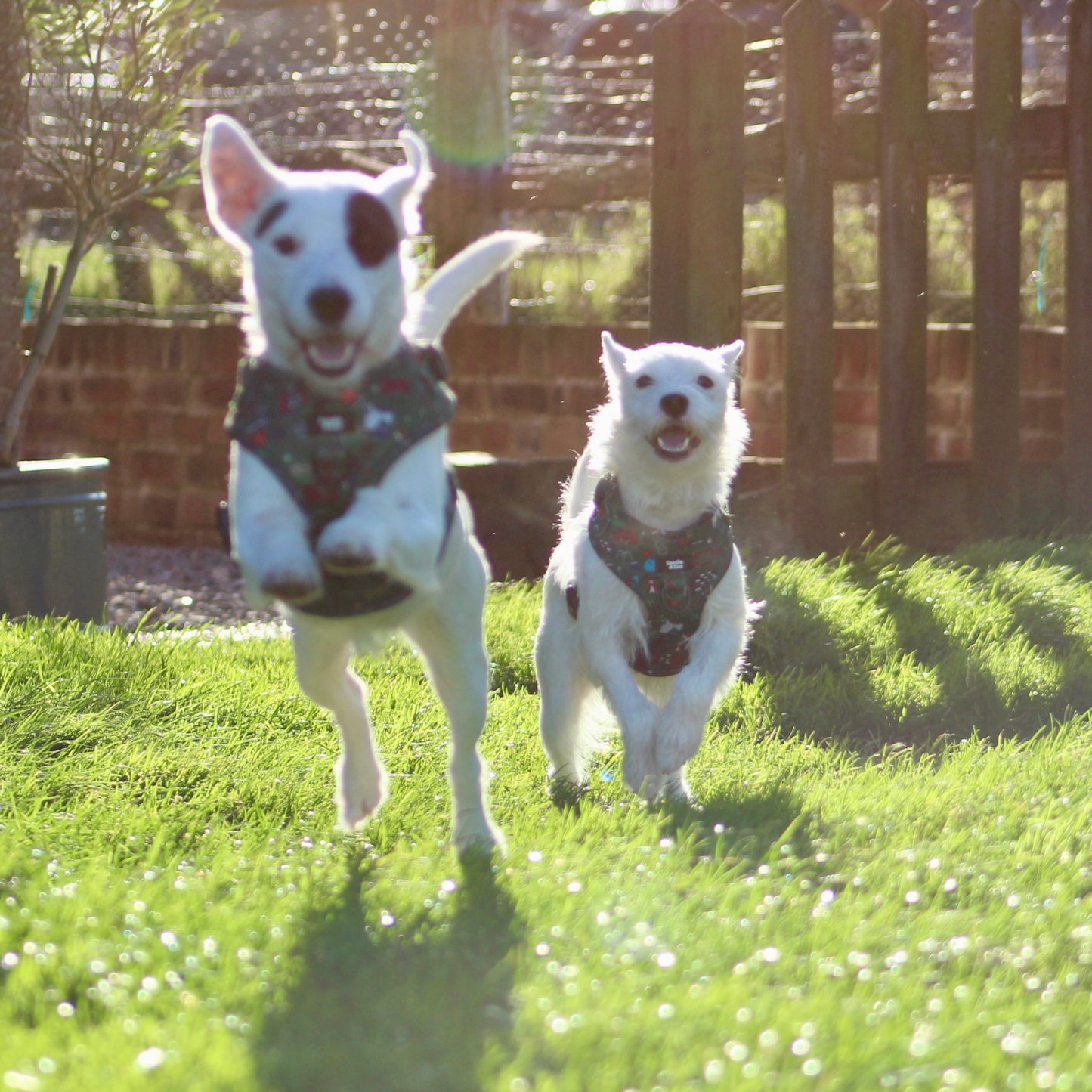 Adjustable Dog Harness - Derby Daze