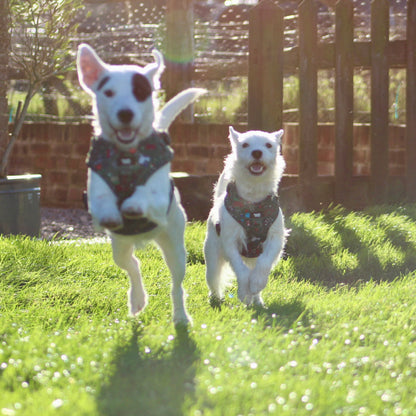 Adjustable Dog Harness - Derby Daze