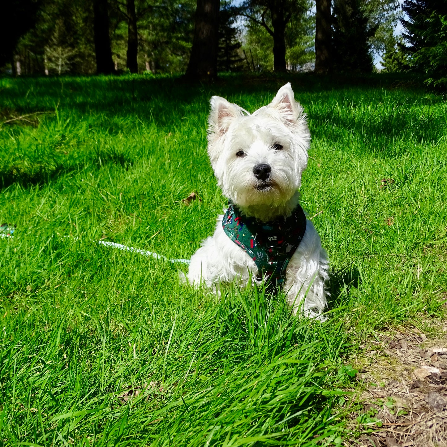 Adjustable Dog Harness - Derby Daze