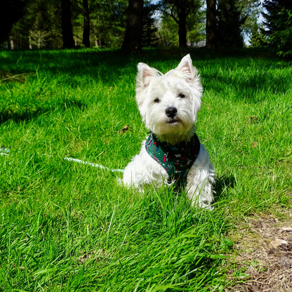 Adjustable Dog Harness - Derby Daze