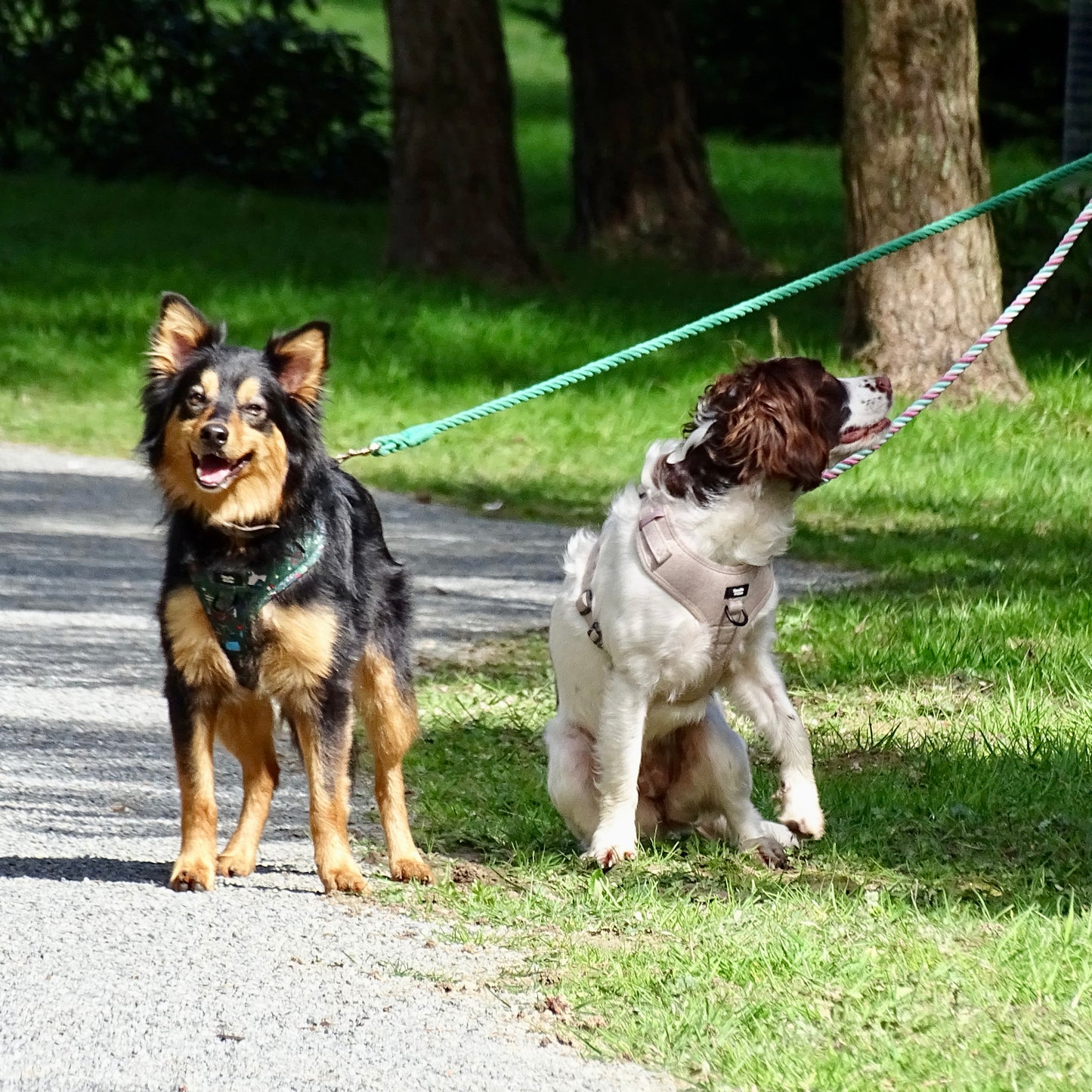 Multiway Dog Lead - Hunter Green