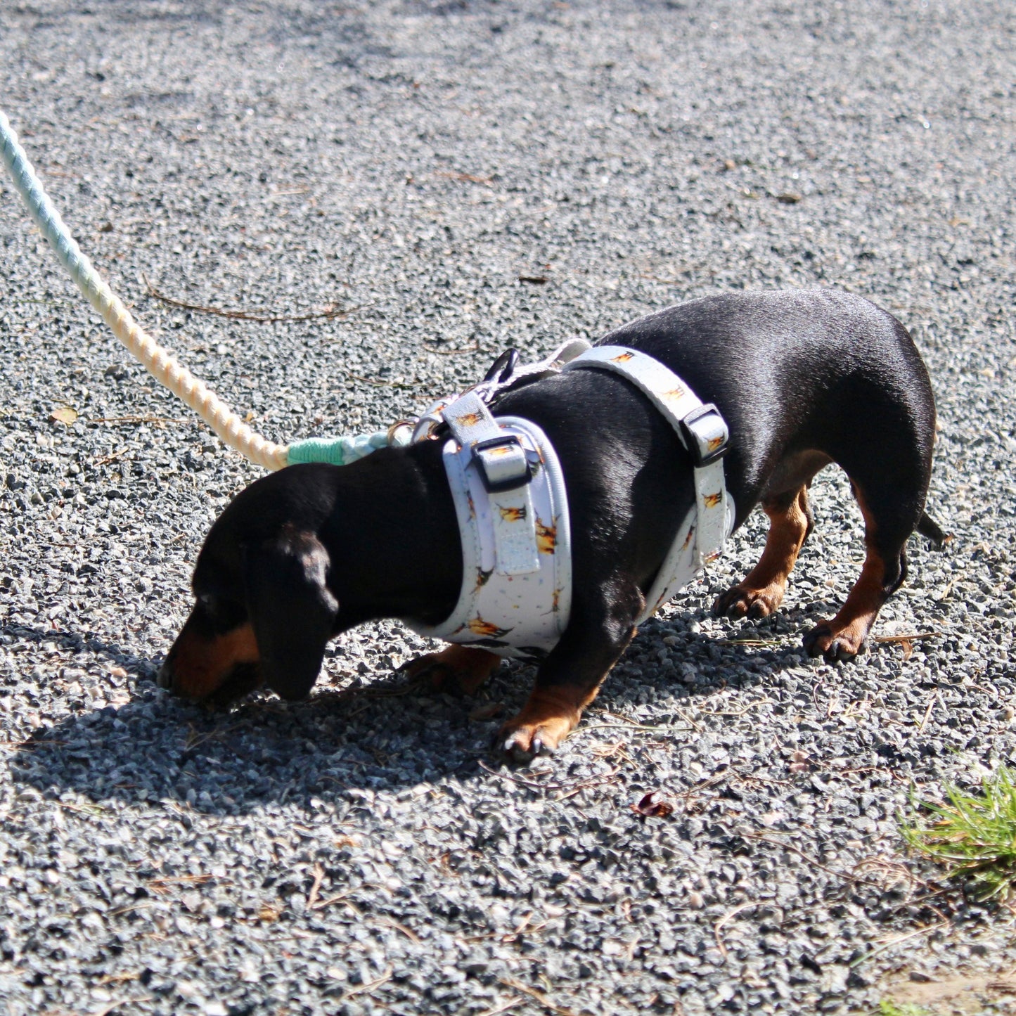 Multiway Dog Lead - Rainbow
