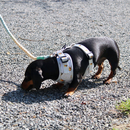 Multiway Dog Lead - Rainbow