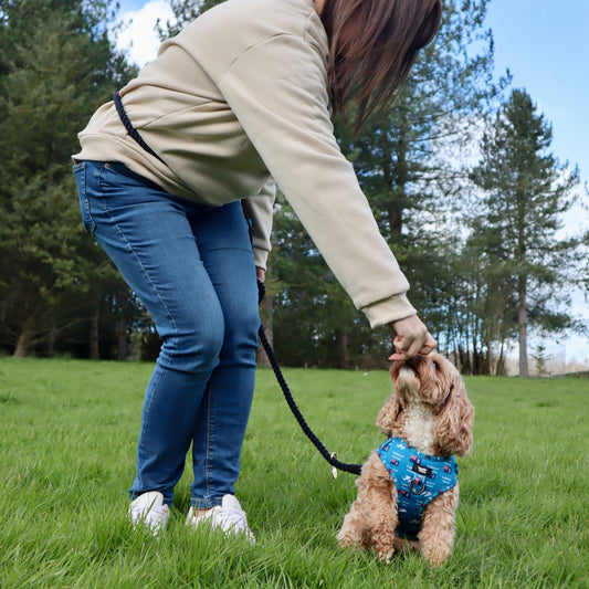 Multiway Dog Lead - Jet Black
