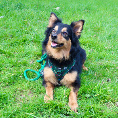 Adjustable Dog Harness - Derby Daze