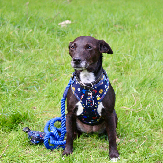Multiway Dog Lead - Royal Blue