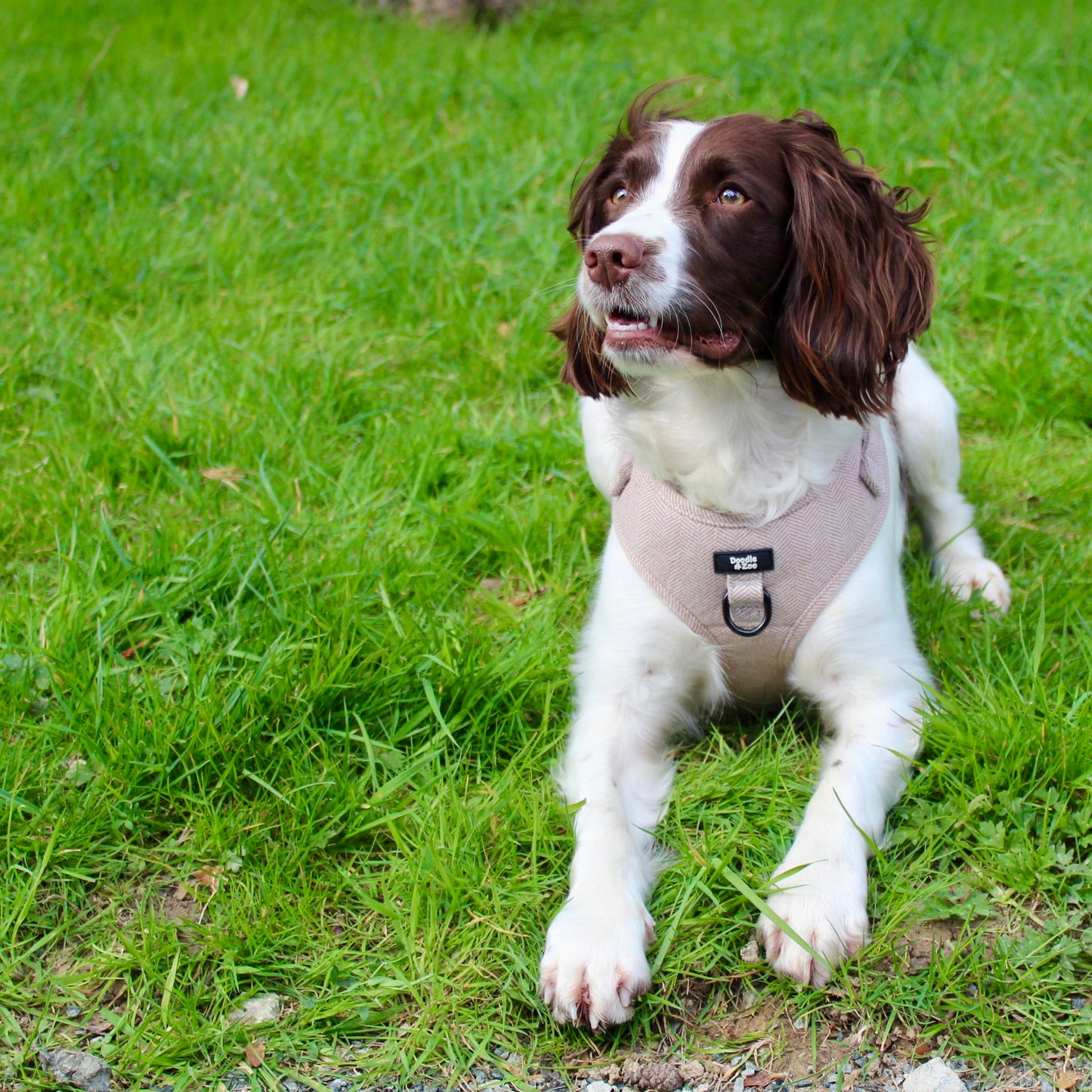 Adjustable Dog Harness - Rural Collection - Walnut
