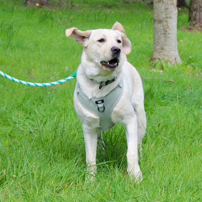 Dog Collar - Rural Collection - Sage