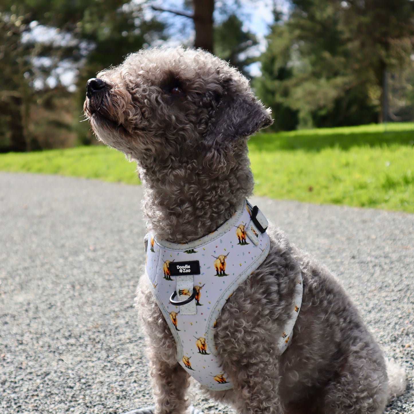Adjustable Dog Harness - Get Movin’