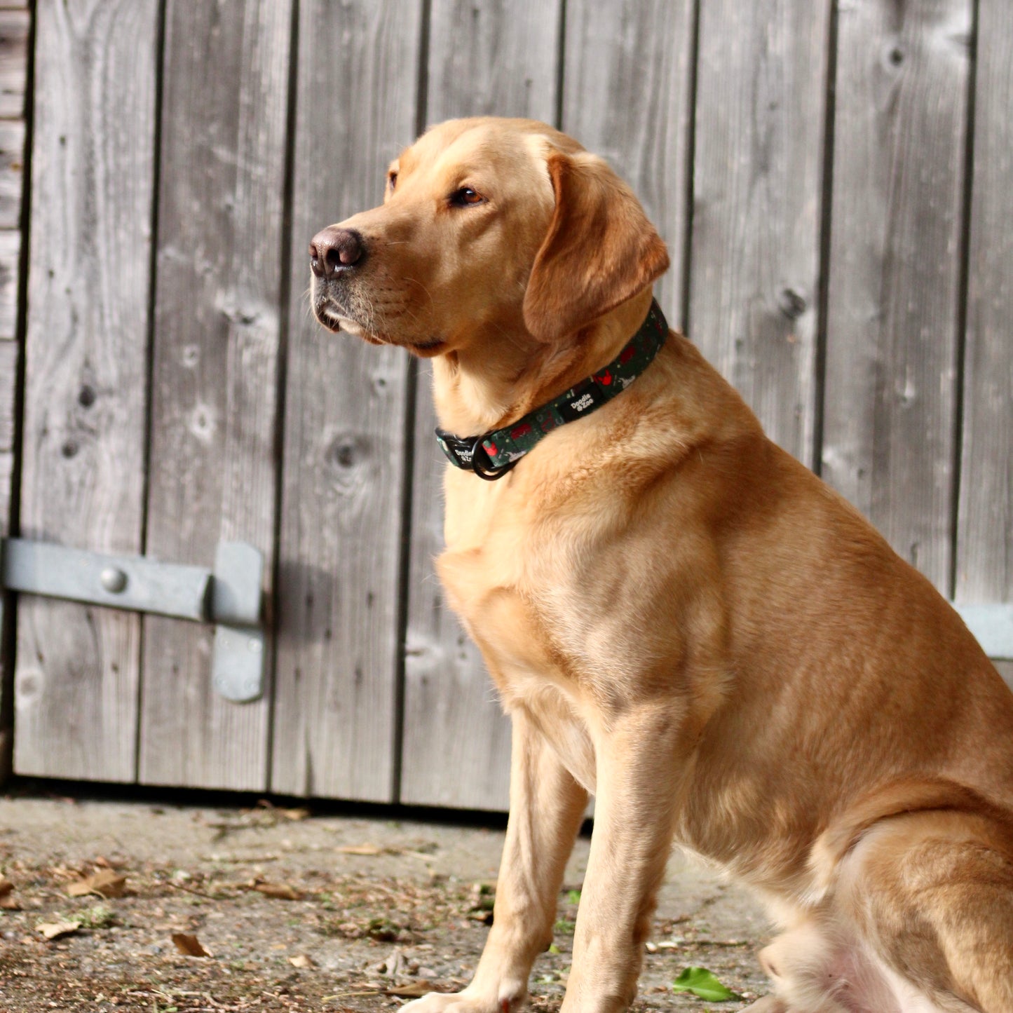 Dog collar - Derby Daze