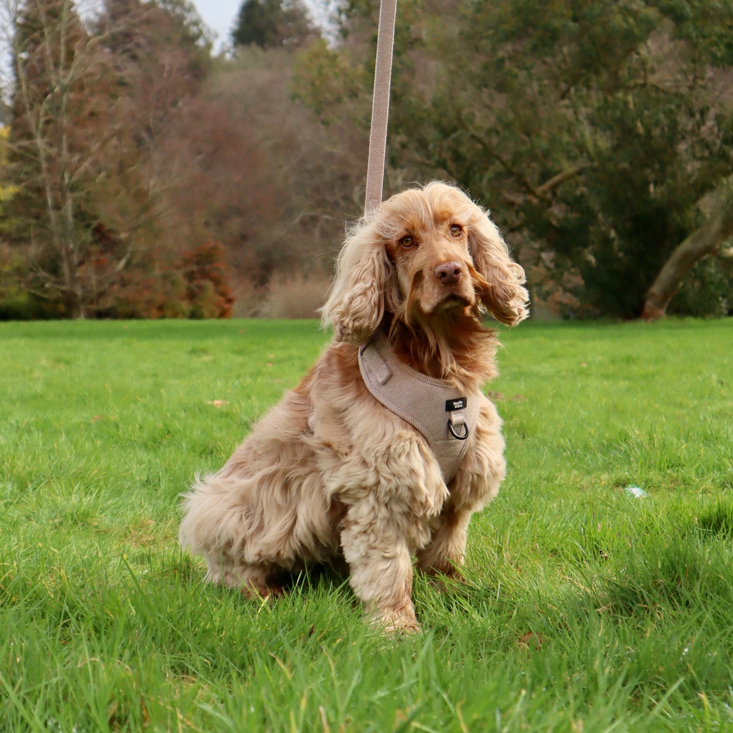 Dog lead - Rural collection - Walnut