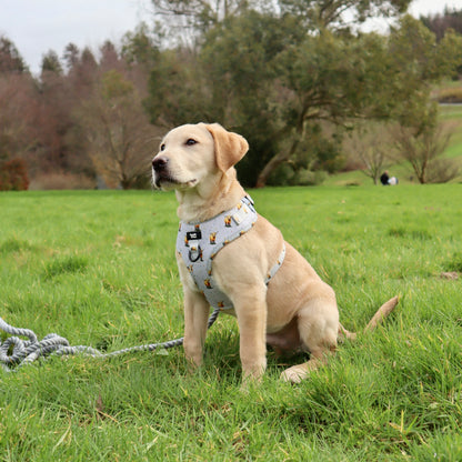 Adjustable Dog Harness - Get Movin’