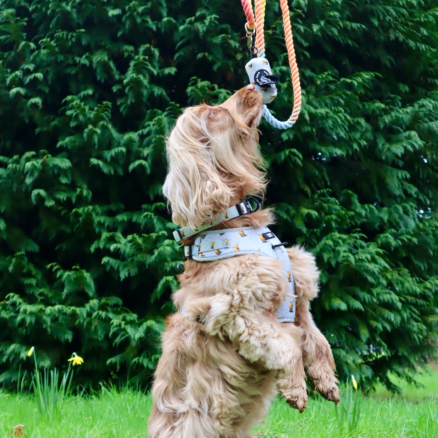 Adjustable Dog Harness - Get Movin’