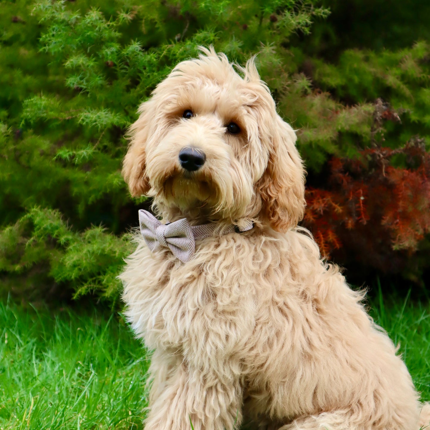 Dog Bow Tie - Rural Collection - Walnut