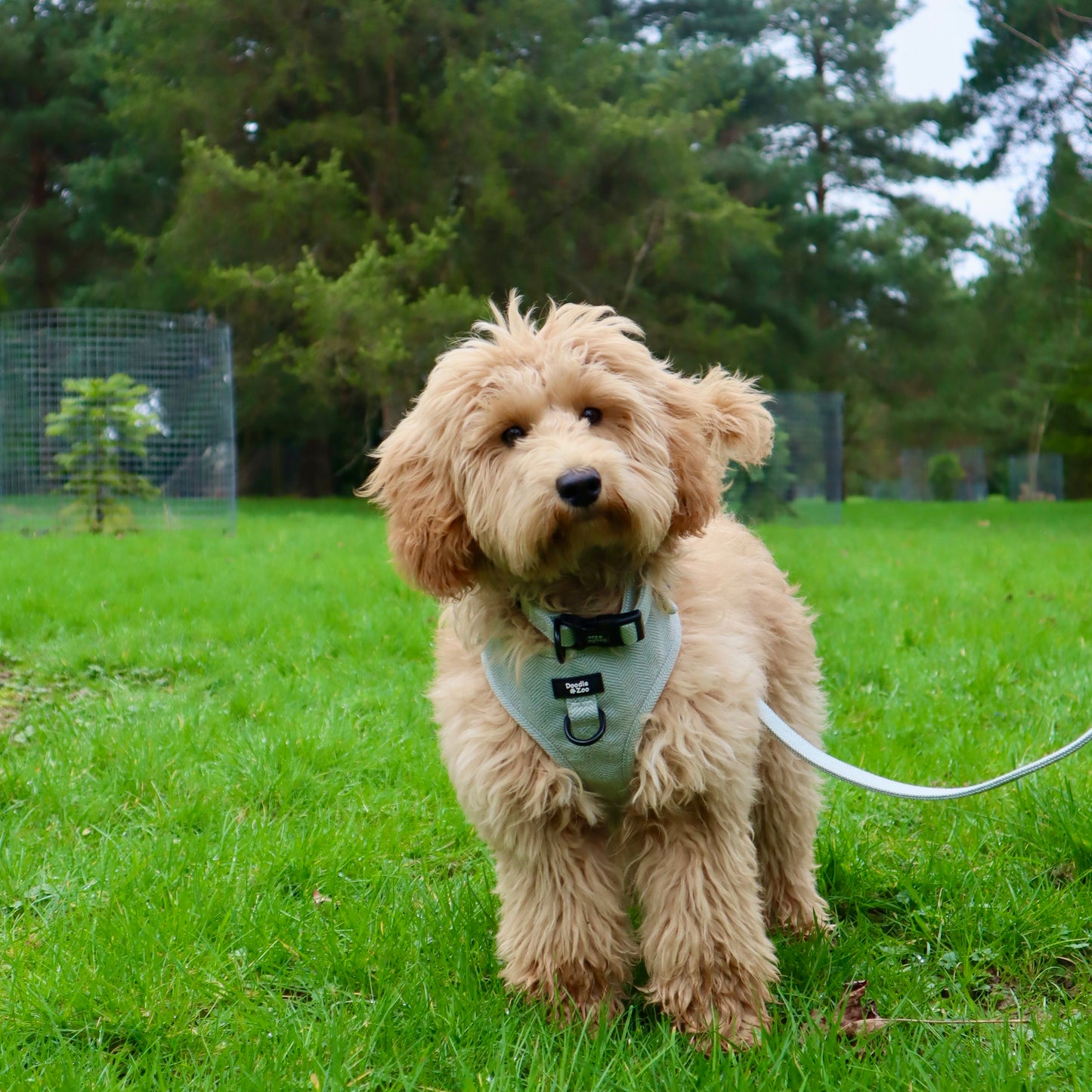 Adjustable Dog Harness - Rural Collection - Sage