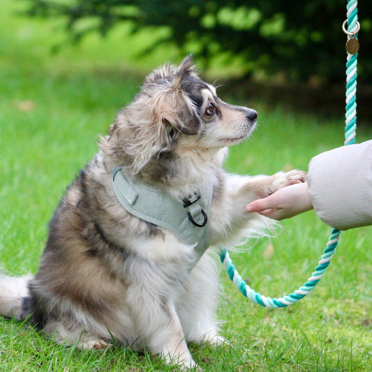 Multiway Dog Lead - Mint Swirl